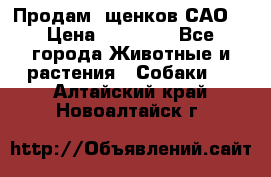 Продам ,щенков САО. › Цена ­ 30 000 - Все города Животные и растения » Собаки   . Алтайский край,Новоалтайск г.